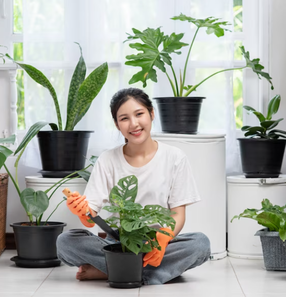 Planterij Transforming Spaces with Indoor Greenery