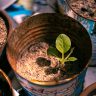A young plant sprouts in a weathered metal can, symbolizing growth and sustainability.