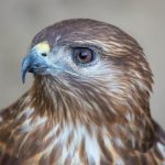 Detailed close-up portrait of a hawk showcasing its sharp features and intense gaze. Perfect for wildlife enthusiasts.