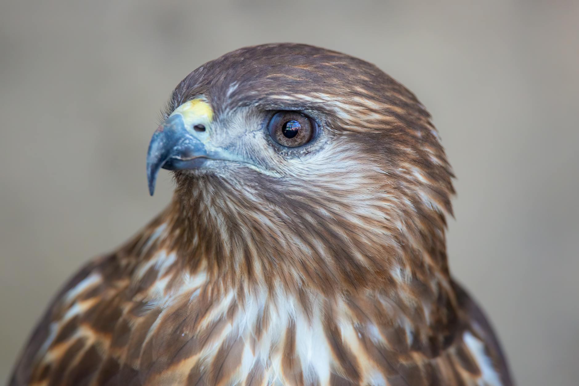 Detailed close-up portrait of a hawk showcasing its sharp features and intense gaze. Perfect for wildlife enthusiasts.