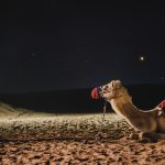 camel, galaxy, dubai, darkness, milkyway, camel, camel, camel, dubai, dubai, dubai, dubai, dubai