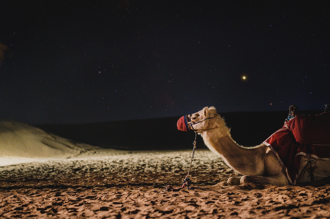 camel, galaxy, dubai, darkness, milkyway, camel, camel, camel, dubai, dubai, dubai, dubai, dubai
