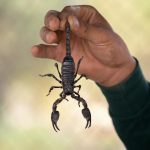 A scorpion held by a person's hand in an outdoor setting, showcasing wildlife interaction.